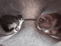 Katzen Donut Tunnel